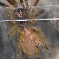 Pterinochilus murinus [ventral sexing] [2/2]