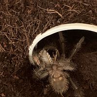 3" T.stirmi.. can you guys help me gender