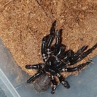 Female Funnel Web