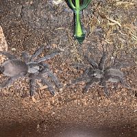 M. Balfouri Slings