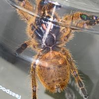 3" Pterinochilus murinus [ventral sexing]