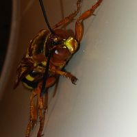 Sphecius speciosus