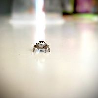 Little jumping spider