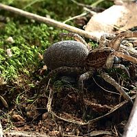 Wolf spider