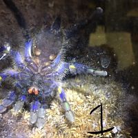 Poecilotheria metallica [ventral sexing] [1/5]