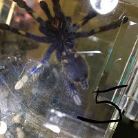 Poecilotheria metallica [ventral sexing] [3/5]