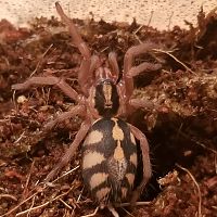 H. sp Colombia lrg. sling one of two