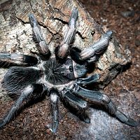 Lasiodorides polycuspulatus Freshly Moulted Male