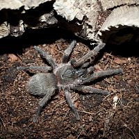 Neischnocolus sp. Colombia Female ~1.5"