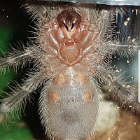 Grammostola pulchripes [ventral sexing]