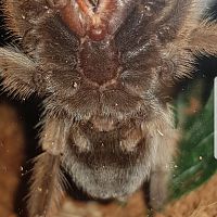 Aphonopelma chalcodes [ventral sexing]