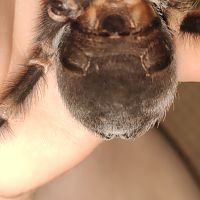 Sexing B. Smithi