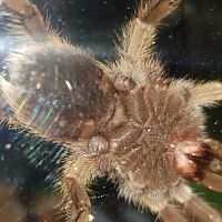 Aphonopelma chalcodes [ventral sexing] [2/2]