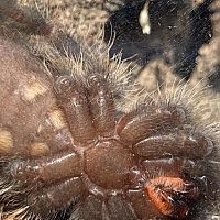 Poecilotheria Tigrinawesseli Male or Female