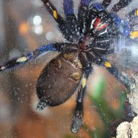 Another poecilotheria metallica