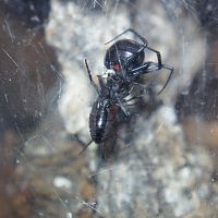 Latrodectus hesperus - Western Black Widow Female