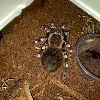 A. geniculata