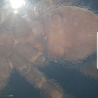 Brachypelma hamorii [ventral sexing]