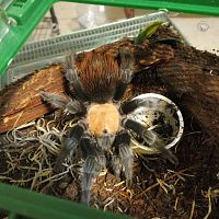 Brachypelma albiceps