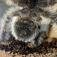 B. Albopilosum 3.5 - 4”