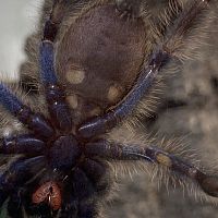 Poecilotheria Metallica Male or Female