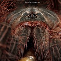 Theraphosa blondi.