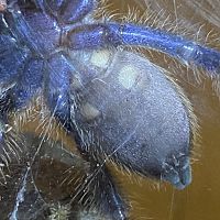 Better shot of Poecilotheria Metallica 2 Male or Female [2/2]