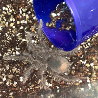 Sold as Theraphosa blondi