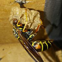 Polistes fuscatus