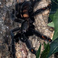 Psalmopoeus irminia out on the prowl