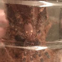 P. Regalis 1.5 in