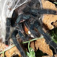 A Mouthful (♀ Avicularia avicularia 5") [1/2]