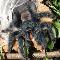 A Mouthful (♀ Avicularia avicularia 5") [2/2]