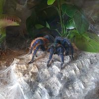 Gbb female