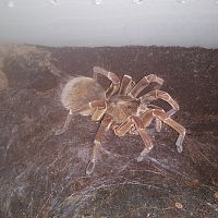 Adult female T.stirmi