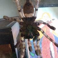 P. regalis