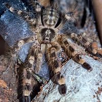 Poecilotheria subfusca "Lowland"