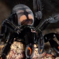 Psalmopoeus irminia