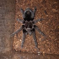 1.0 G. pulchra