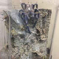 Poecilotheria metallica