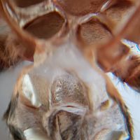 Cont. Chromatopelma cyaneopubescens (1.8inch legspan)