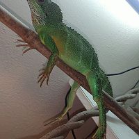 Chinese water dragon