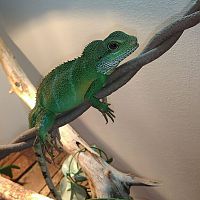 Chinese water dragon