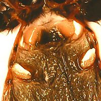 Chromatopelma male or female?