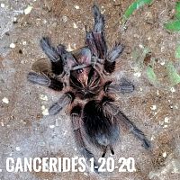 P. Cancerides