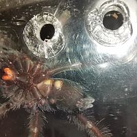 P. Irminia 2+ inch