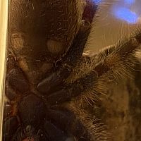 Poecilotheria Metallica