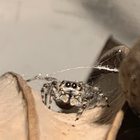 Jumping spider