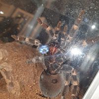 Brachypelma hamorii [2/2]