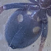 Brachypelma Boehmei male or female